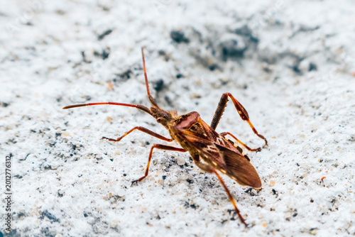 Photos North American conifer bug invades Europe