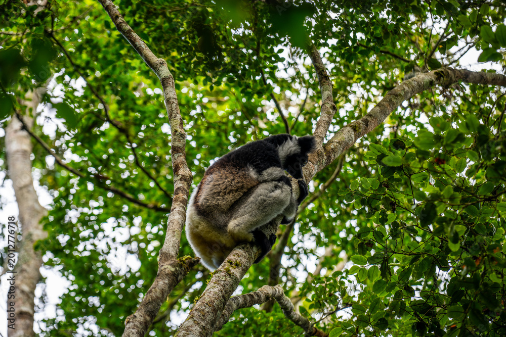 Fototapeta premium Indri lemur resting on a tree branch in Andasibe-Mantadia National Park