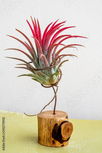 Red leaves of Tillandsia, planted on a wire frame and wooden stand