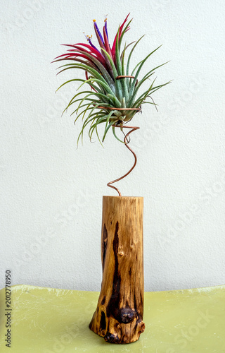 Red leaves of Tillandsia, planted on a wire frame and wooden stand