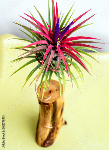 Red leaves of Tillandsia, planted on a wire frame and wooden stand
