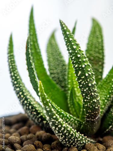 White dots on the horn-shaped green succulent leaf of Haworthia fasciata