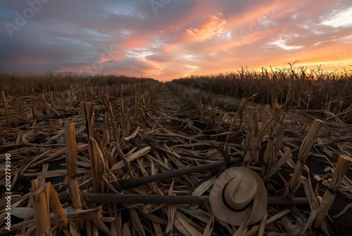 Un campo de maiz al final de la cosecha. Abandono de algo.