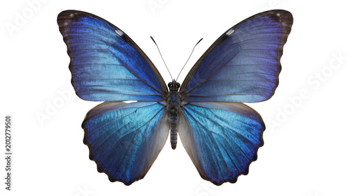 Canvastavla Vibrant blue morpho butterfly with iridescent wings, isolated on transparent bac