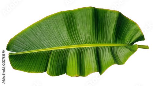 Foto Large green banana leaf with prominent veins, isolated on transparent background