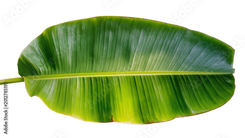 Quadro em tela Large green banana leaf with prominent veins, isolated on transparent background