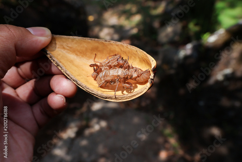 Obraz na plátně Human hand hold dry leaf containing fragile cicada shell exoskeleton showing fas