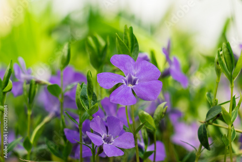 Valokuva Bright purple periwinkle blooms with smooth surfaces and green foliage, captured in soft light to enhance their vibrant appearance