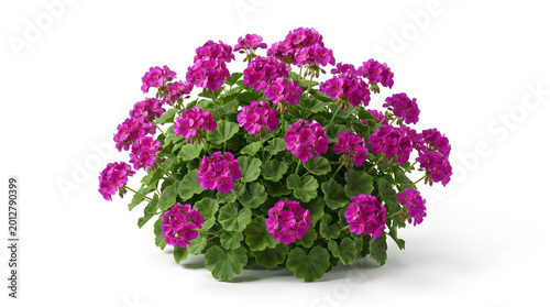 Purple Geranium Potted Plant PNG