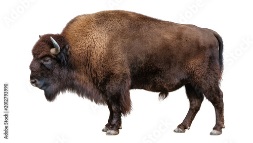 Foto Majestic brown bison with shaggy fur and curved horns, isolated on transparent b