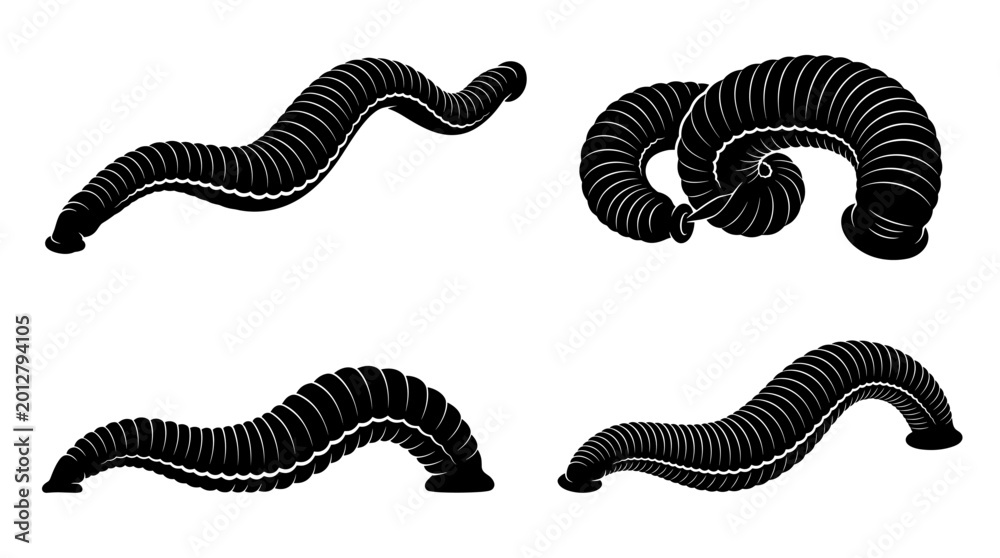 Fototapeta premium Black and white vector silhouette set of Kinabalu Giant Red Leech