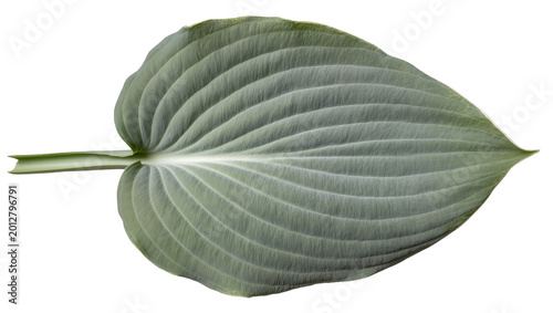 Obraz na płótnie Detailed green hosta leaf with prominent veins, isolated on transparent backgrou