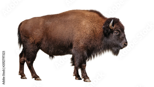 Schilderij op canvas Majestic brown bison with shaggy fur and curved horns, isolated on transparent b