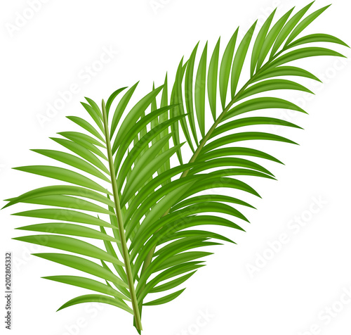 Palm Tree Leaves Isolated PNG Summer Beach Event Decoration