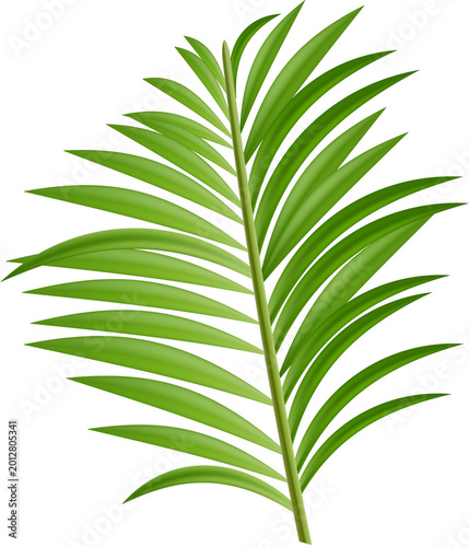 Palm Tree Leaves Isolated PNG Summer Beach Event Decoration