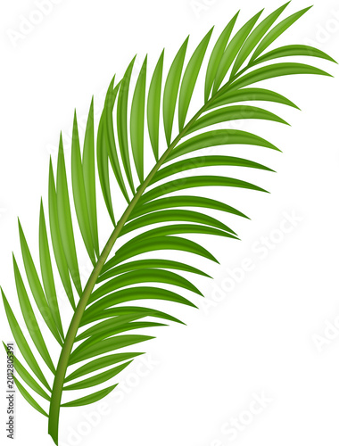 Palm Tree Leaves Isolated PNG Summer Beach Event Decoration