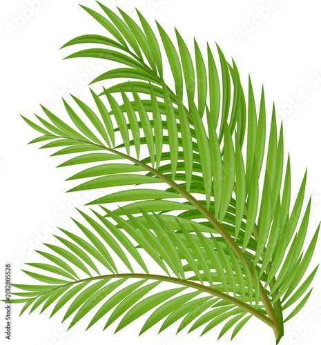 Palm Tree Leaves Isolated PNG Summer Beach Event Decoration
