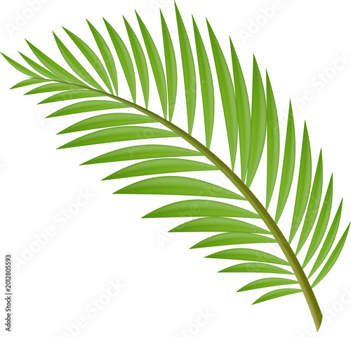 Palm Tree Leaves Isolated PNG Summer Beach Event Decoration