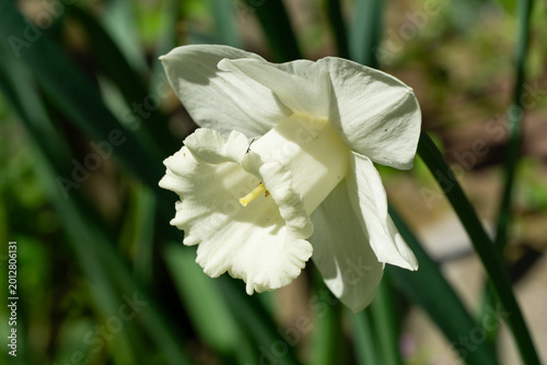 Bild auf Leinwand An elegant white daffodil Trumpet Narcissus Daffodils Mount Hood blooms against