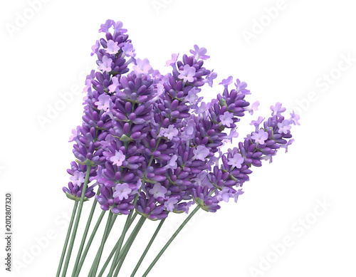 Close-up of Lavender Sprigs
