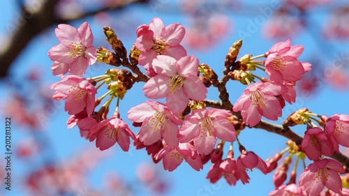 Closeup of Cherry Blossoms Blooming on a Branch Against a Blue Sky.