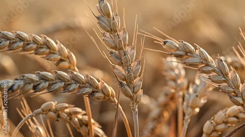 Closeup of Ripe Wheat Stalks in a Golden Field at Sunset.