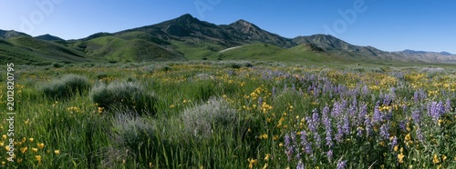 Panoramic view of a vibrant spring meadow filled with purple lupine and yellow wildflowers set against a backdrop of rolling green hills under a clear blue sky