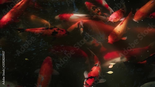 Colorful Koi Fish Swimming in Dark Pond with Leaves