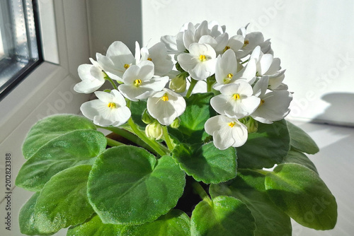 Blooming white African violet on a room windowsill.