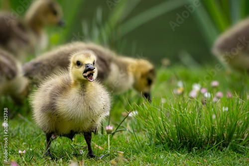 Foto Greylag gosling eating in green spring grass