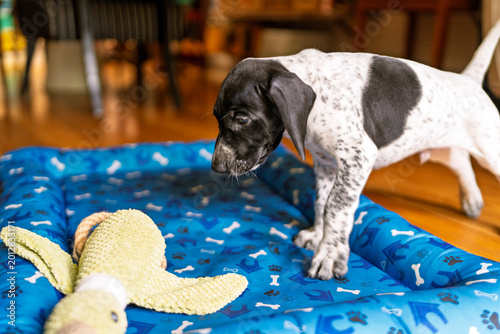 Konstfotografi Black and white puppy discovering new dog toy