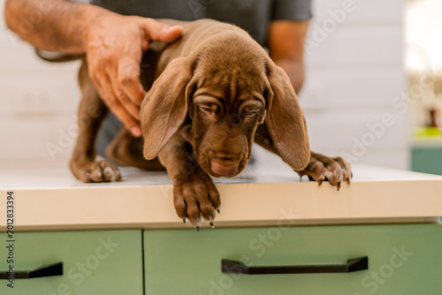 Bilde på lerret Hand caressing cute brown puppy on counter