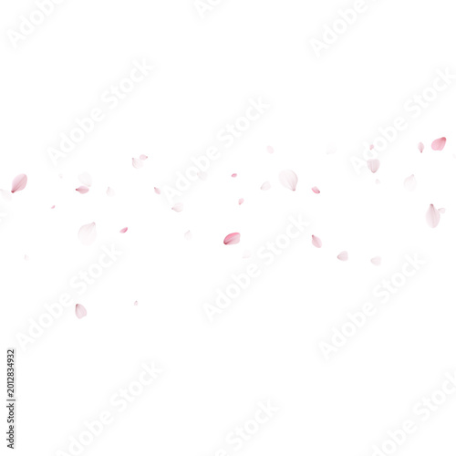 Scattered pink sakura petals flying on blank background. Spring cherry blossom falling floral confetti. Copy space for text