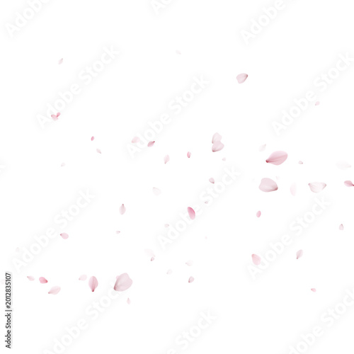 Falling pink cherry blossom petals isolated on a light background. Soft sakura floral confetti blowing in the wind. Copy space for text