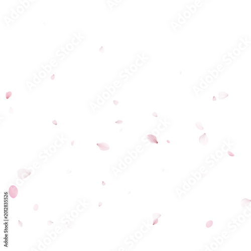 Soft pink cherry blossom petals falling gently. Springtime sakura floral overlay. Decorative background with copy space