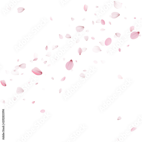 Graceful cascade of pink flower petals drifting diagonally. Falling cherry blossom sakura on a blank background. Spring floral element with copy space