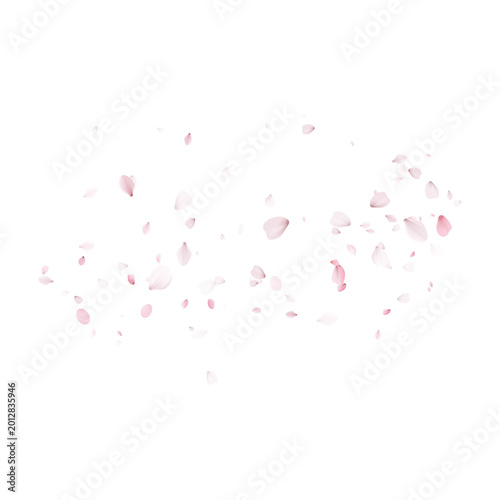 Dense cluster of soft pink cherry blossom petals flying in the wind. Swirling sakura flowers on an empty background. Spring romance concept with copy space