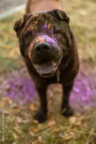 Tableau sur toile Messy and happy Shar Pei with open mouth and blue-black tongue, painted for Holi festival