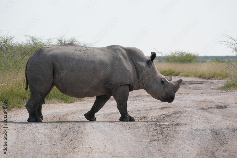 Naklejka premium White Rhinoceros Full Body Side View Standing on Gravel Road in Etosha National Park, Namibia on Self-Drive Safari