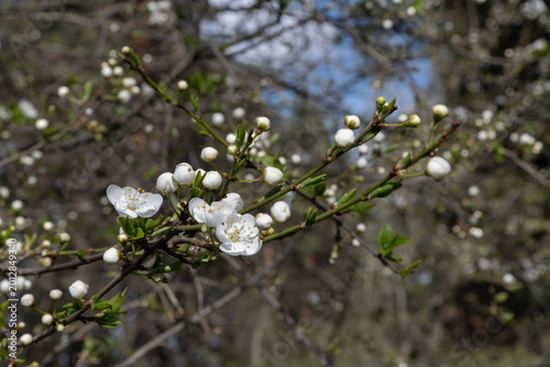 In spring, white flowers bloom on a branch of a fruit tree.