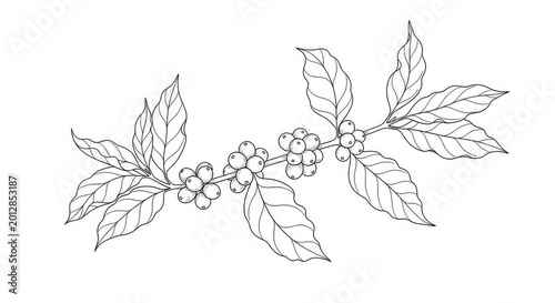 Hand Drawn Botanical Branch with Leaves and Berries Sketch.
