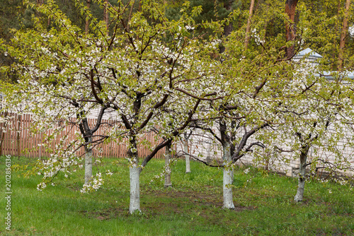 Flowering fruit trees in an orchard with whitewashed trunks