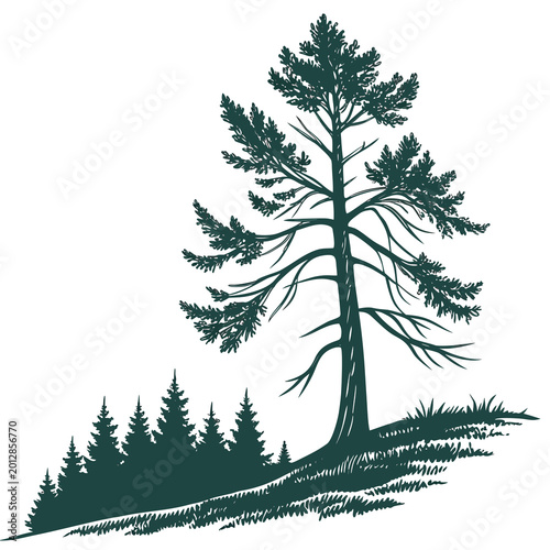 Pine tree in flat icon style, simple bold colours, white background