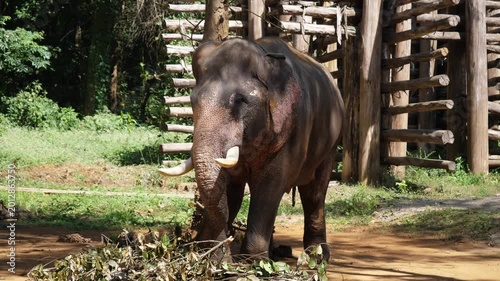 male elephant