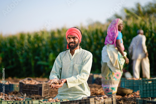 young indian farmer working at turmeric field