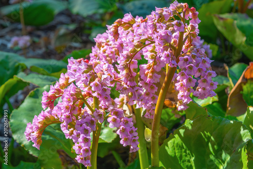 Closeup pink bergenia clusters on green ground foliage. Bergenia crassifolia, Elephant-ears