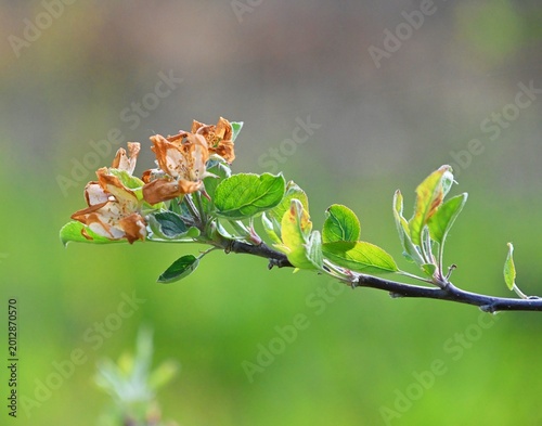 apple tree, branch featuring several frost-damaged blossoms against a green background. may 6,2026 region of Prespa, North Macedonia