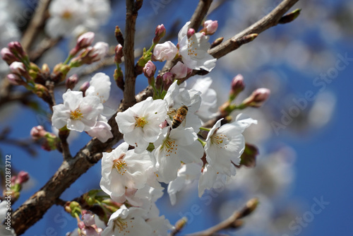 Cuadro en lienzo When the cherry blossoms, honeybees, and butterflies begin to bloom, bees dilige