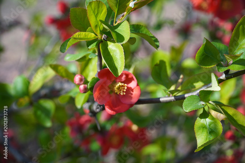 Quadro em tela In the spring of the splendid master flower, this beautiful flower had to make t