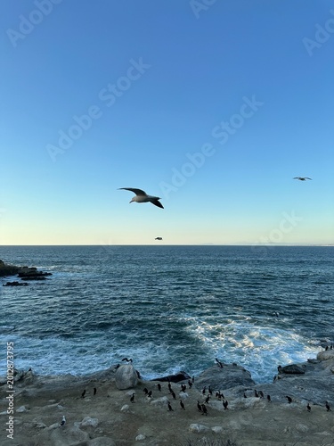 Fotografie Seabird flying above rocky coast and ocean waves